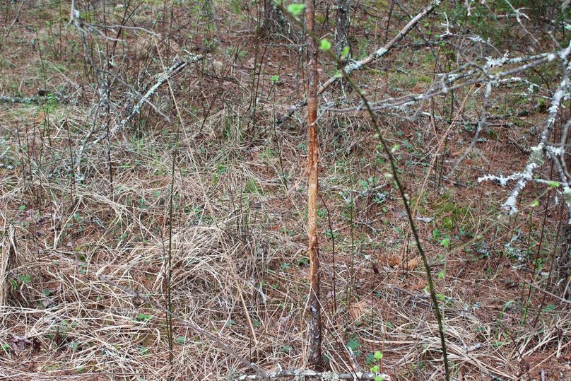 015 yep more buck rubs.  Lots of these littered throughout