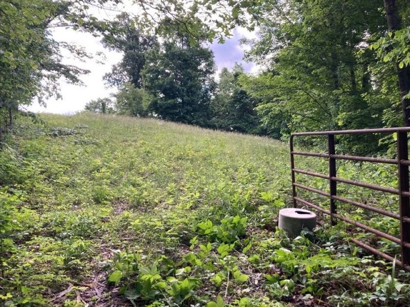 076 pastures intermixed with the forest