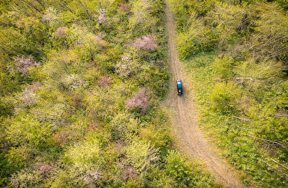 Spring forest with winding path