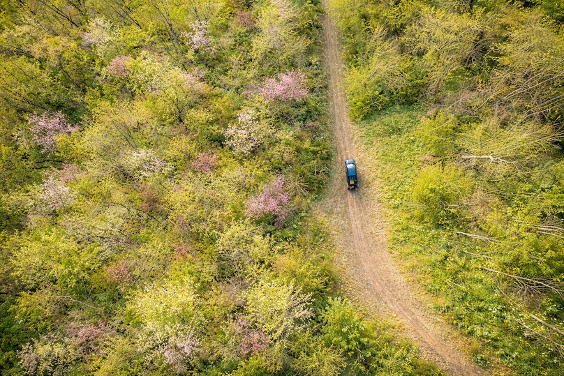 Spring forest with winding path