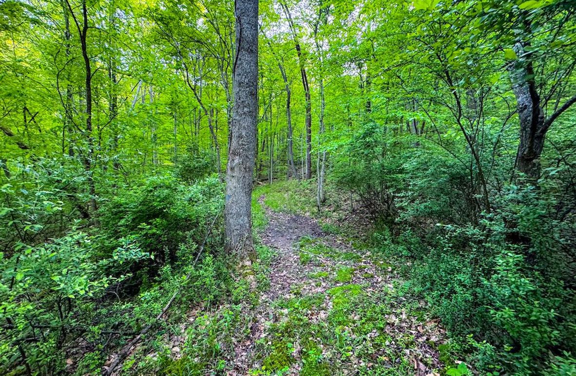 Wirt, WV 145.69 AC 273 Wildflower-04