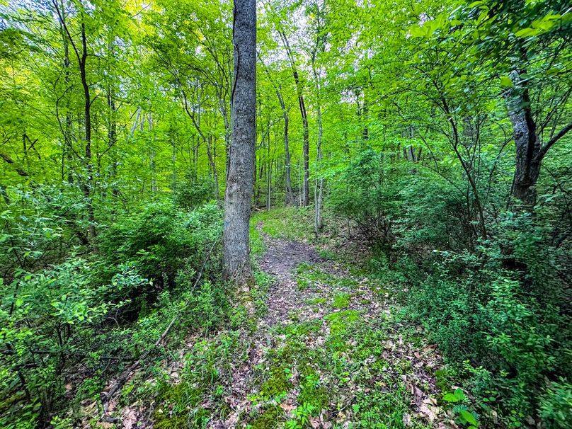 Wirt, WV 145.69 AC 273 Wildflower-04