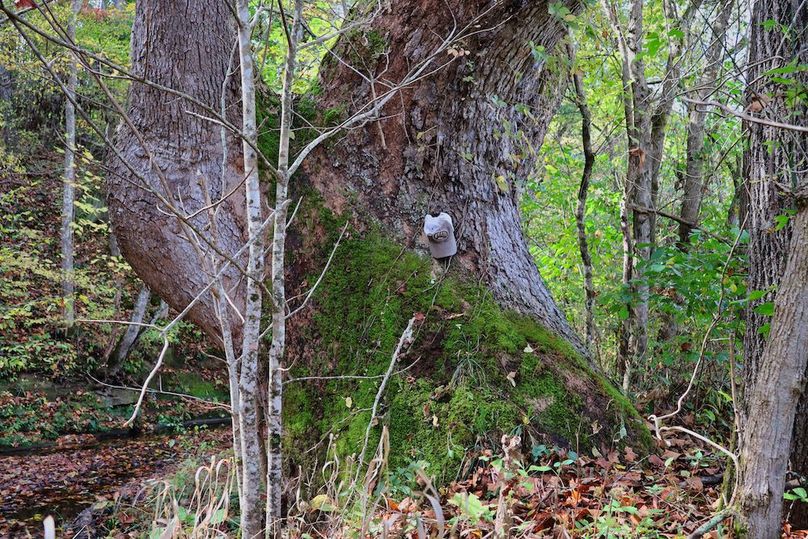 008 huge timber along the creek