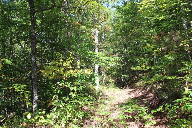 010 one of the many trail system roads leading throughout the property