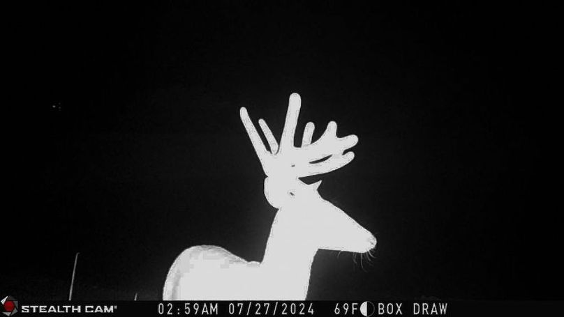 15. Recent trailcam photo 3