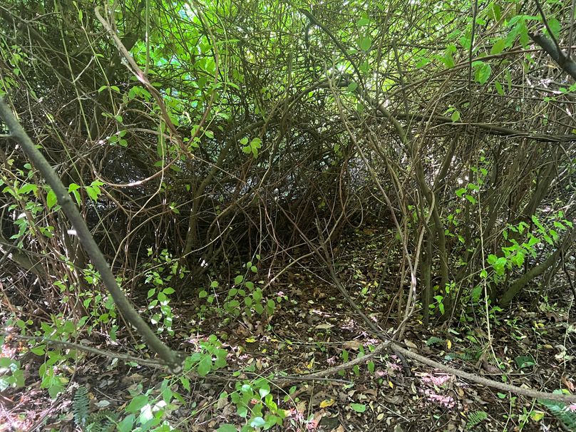 Wirt, WV 150.75 AC Tinnell-76