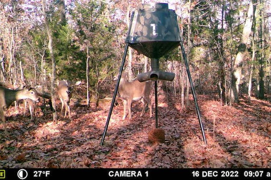 Deer 6