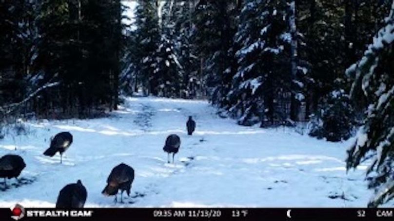 Turkeys