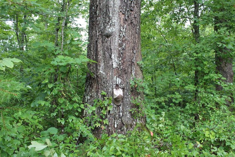 005 mature black oak