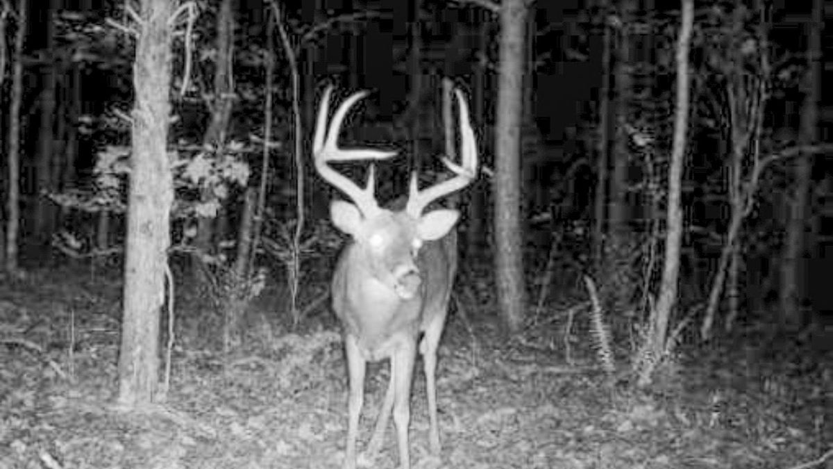 Small Acreage Hunting Retreat Whitetail Properties