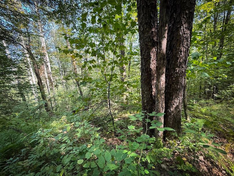 Tioga NY 86.705 Capwell Photos 21