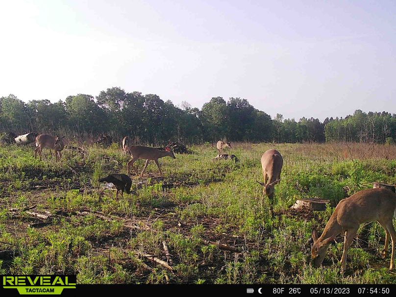 Prentiss County 703 Skelton-08