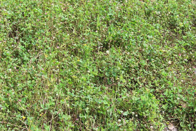 006 lots of lush clover throughout the open field areas, perfect food source for the wildlife