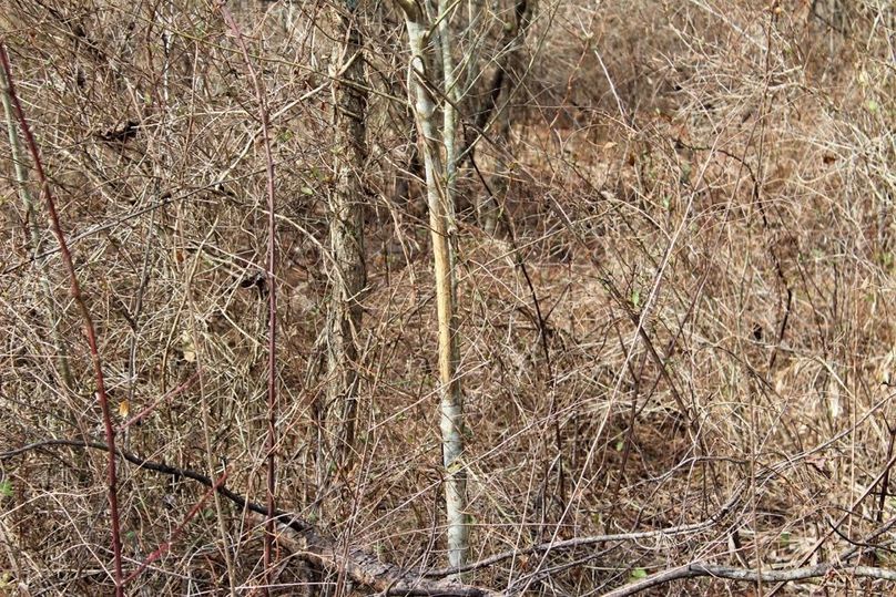 008 some buck sign from this past rut