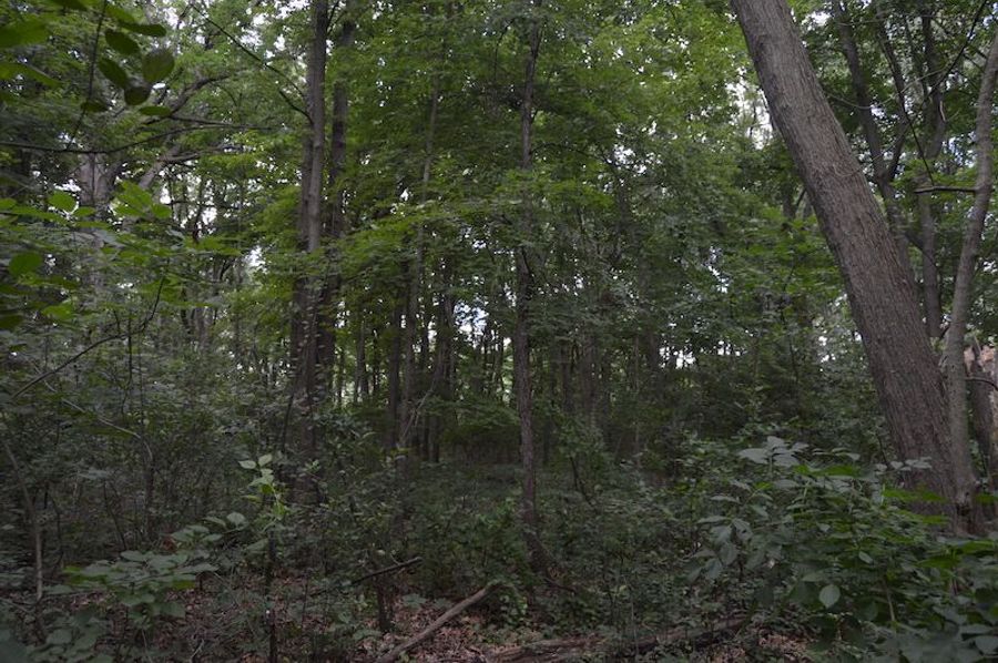 North property line
