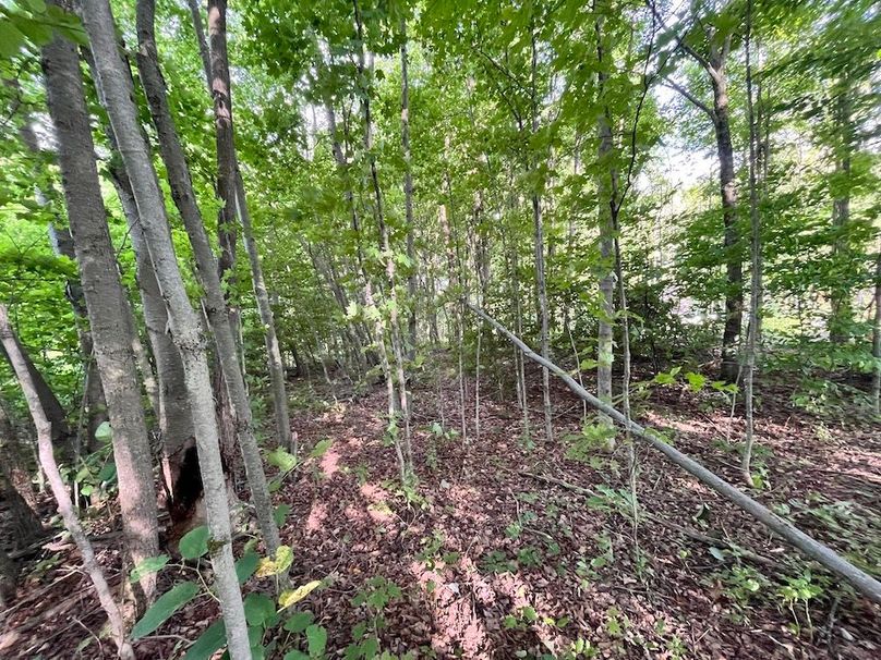 Chemung_78.26+Gutchess_Lumber_Photos_10