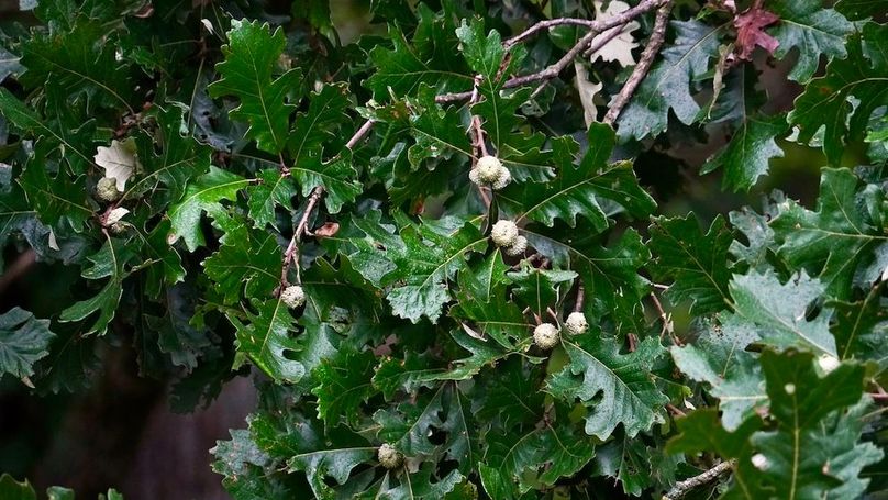 FE4E4731-1B37-48CE-84A2-325AFC9F66D0_1_105_c