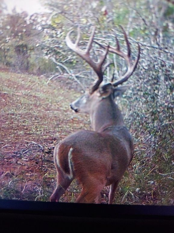 trail cam 1