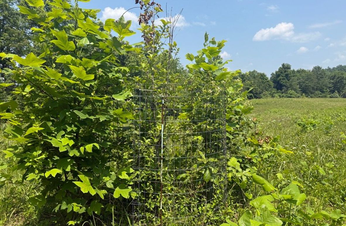 006 one of a couple apple trees planted near the field edge-2
