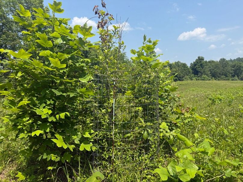 006 one of a couple apple trees planted near the field edge-2