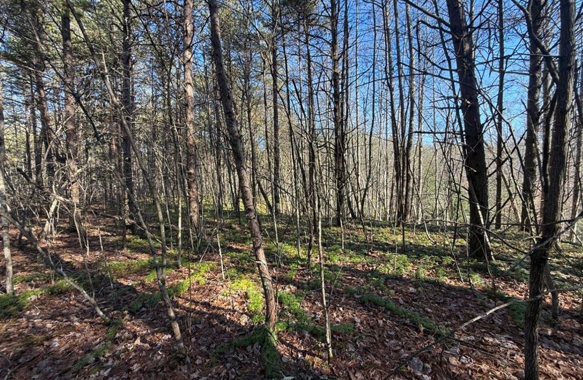 004 the flat areas in the north part of the property