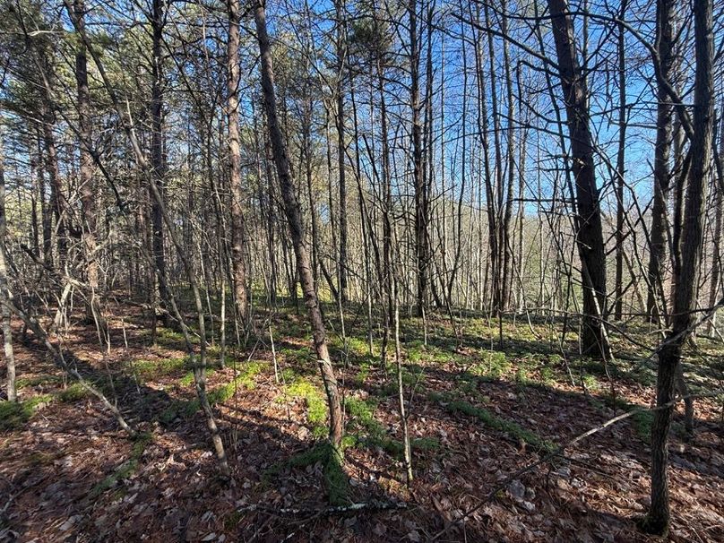 004 the flat areas in the north part of the property