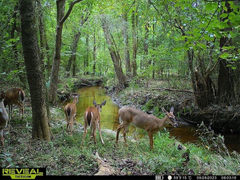 Trail cam IMG_2314