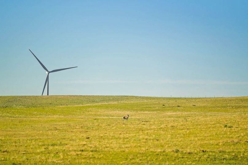 07 - Pronghorn Antelope