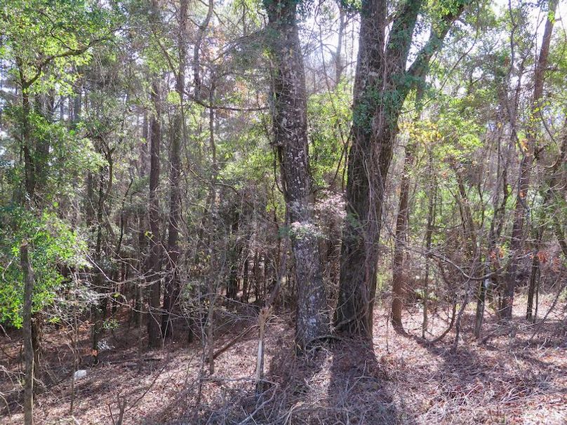 Lauderdale Co - 74 - Gillentine-14