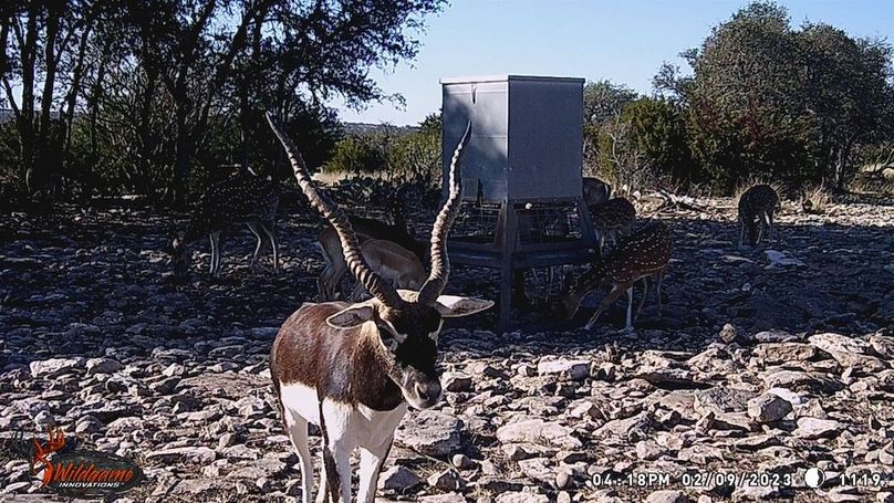 Tropy Black Buck