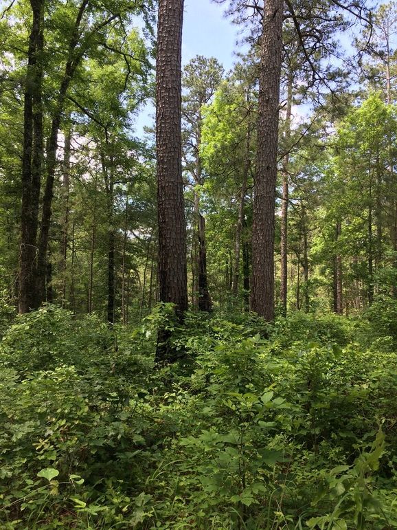 18F8619F-398A-419E-9A39-83FA769E169F_1_105_c