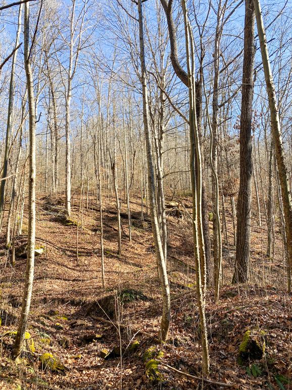 Lewis ky 304 Austin 014