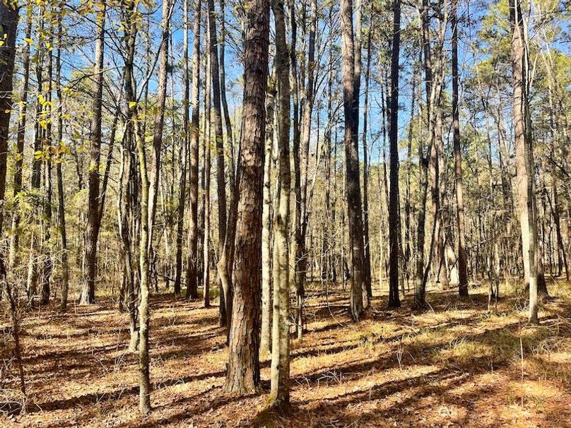 Beautiful HWY Frontage Near Nimrod Lake Whitetail Properties