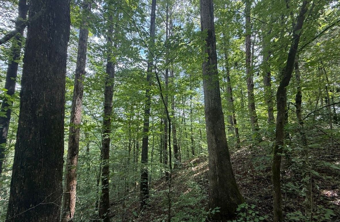 005 forested north facing slope