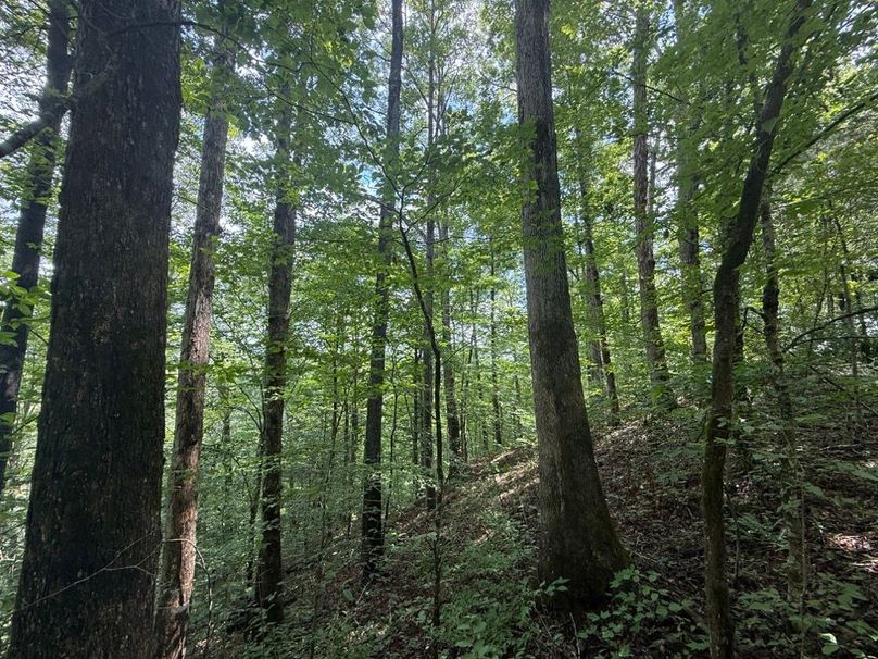 005 forested north facing slope