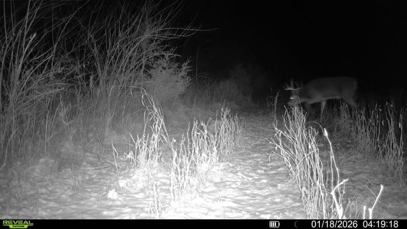 Copy of 016579001744932-72-4-01182026041918-V-SYFW07389