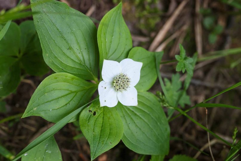 Chippewa85Knowles-5755