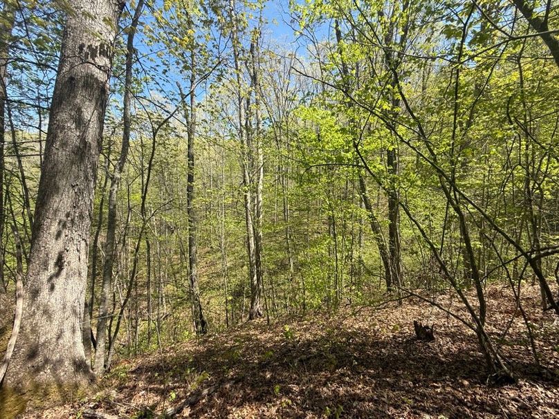 012 Look at that huge white oak!