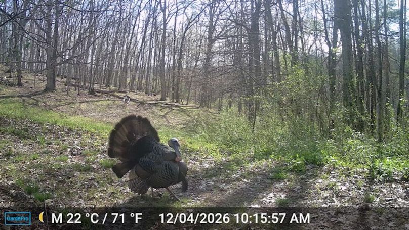 Calhoun, WV 132.84 AC Szegi Trail Cam-20