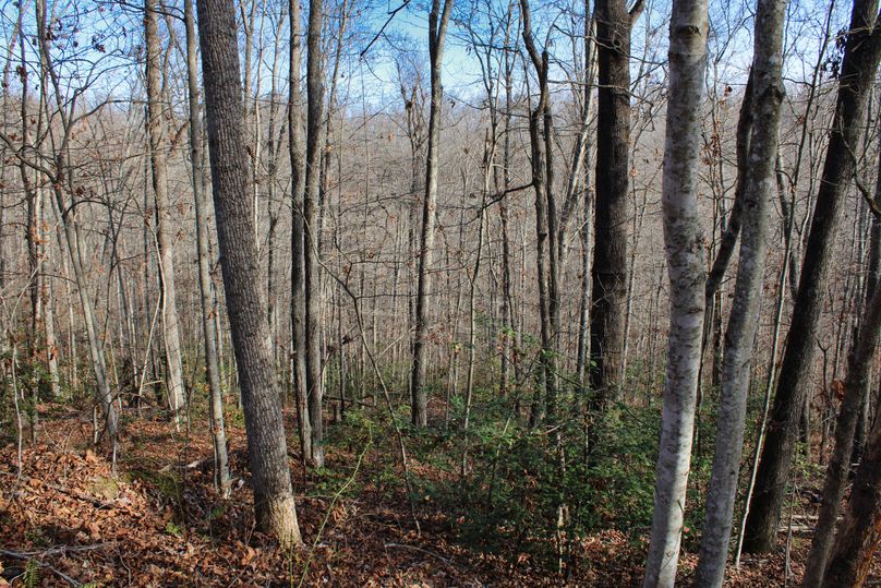 032 nice timber mix throughout