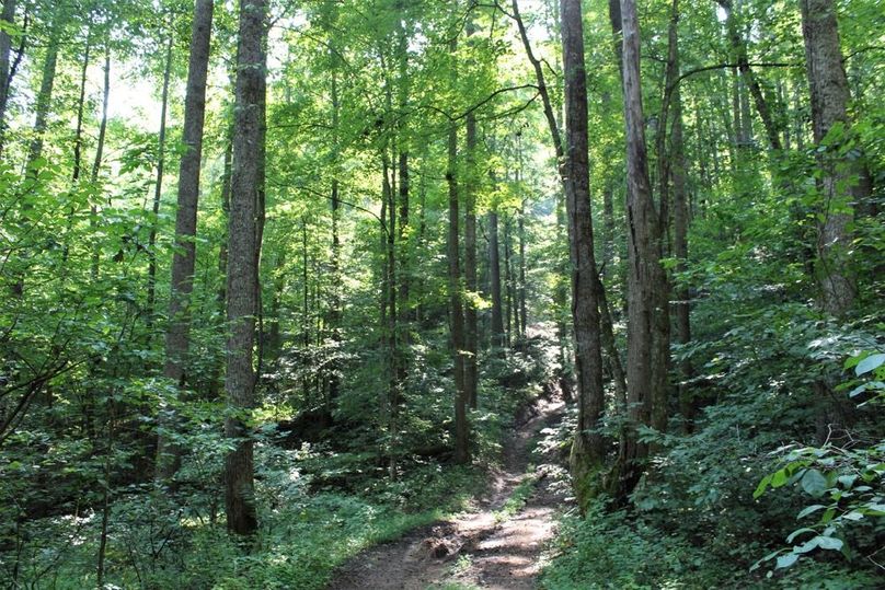 026 wooded slope and trail leading by the cabin