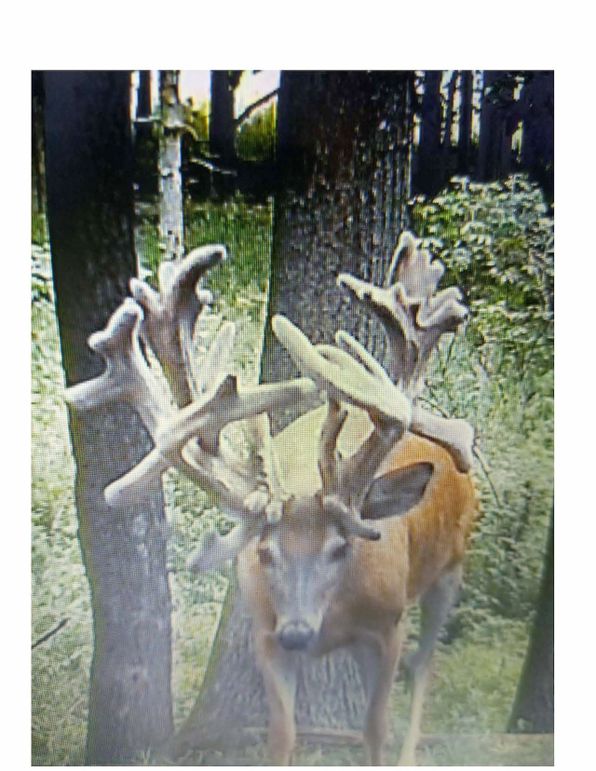 BANNISTER PICS - TRAIL CAM AND 2022 HUNTS (1)_Page_03