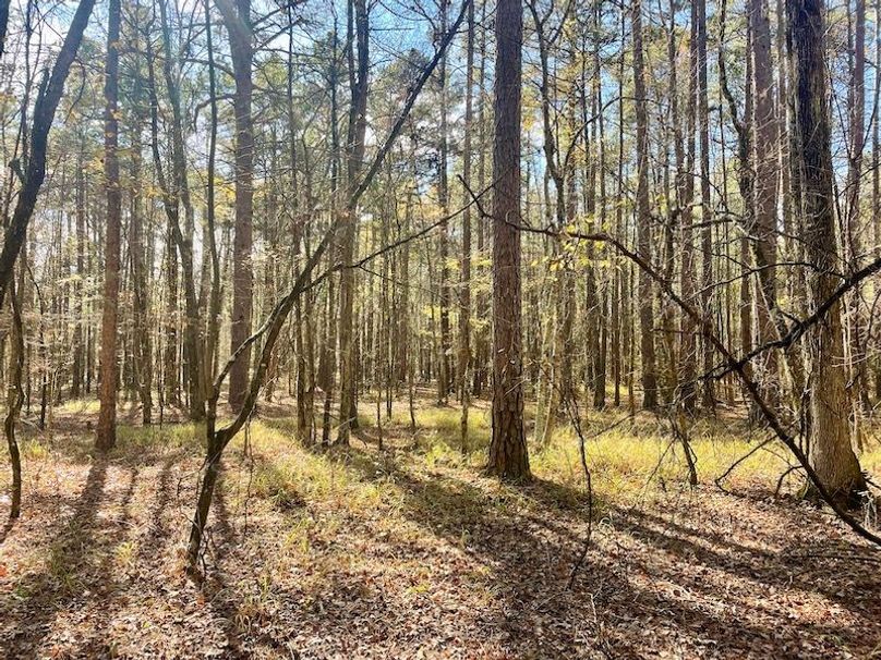 Beautiful HWY Frontage Near Nimrod Lake Whitetail Properties