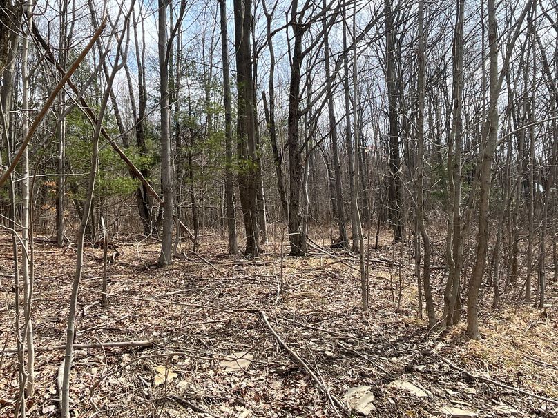 Schuyler_15.44_Bringhurst photo 4