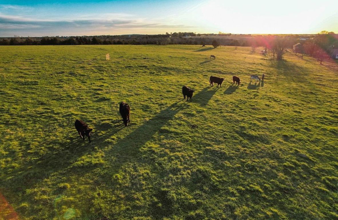 Grayson 20 acres (2 of 26)