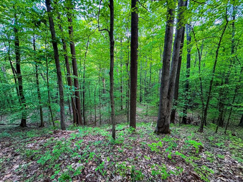 Wirt, WV 145.69 AC 273 Wildflower-19