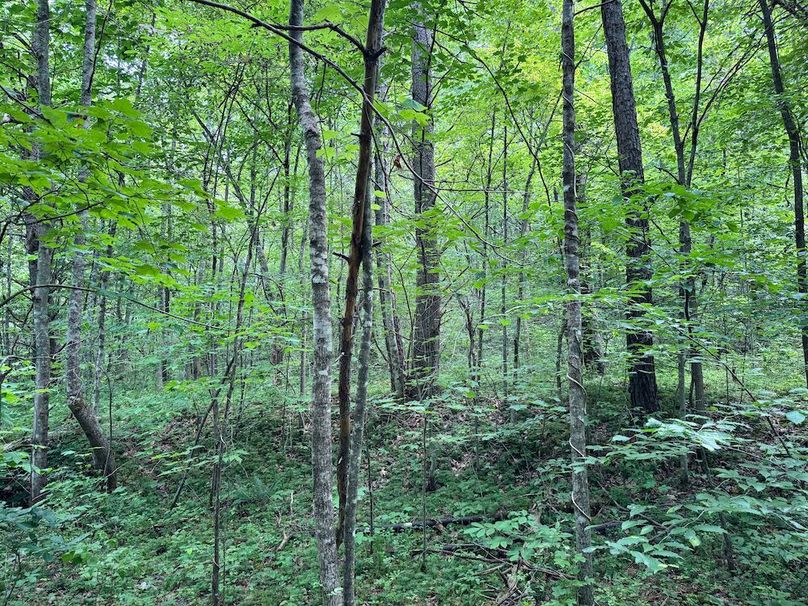 024 gentle terrain in the bottom of the valley