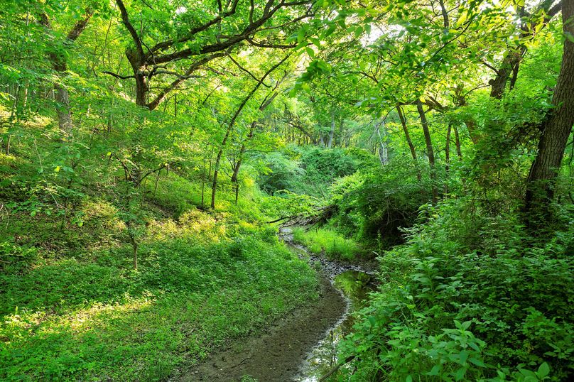 Harrison MO 480 Pro Photo_177 (8)