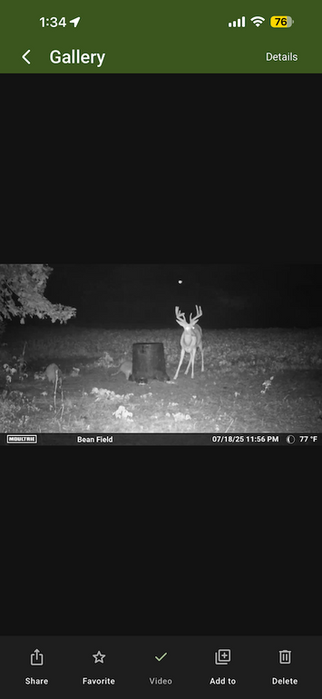 trailcam22