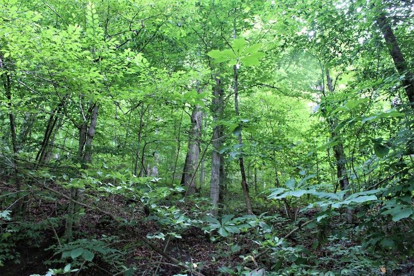 022 a forested mid-level draw with good hardwood stand